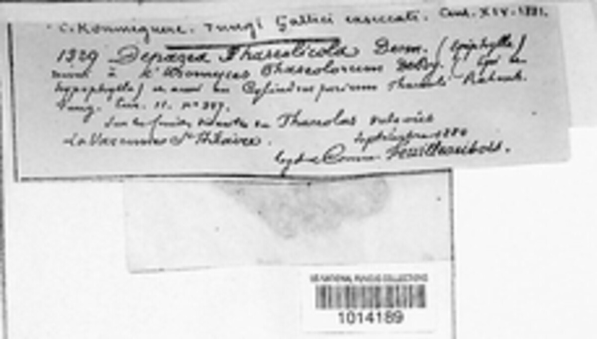 Mycosphaerella phaseolicola image